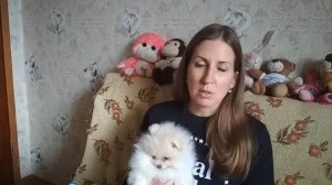 Надо ли кастрировать кобеля шпица? В каком возрасте кастрировать шпица ?