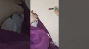 Кормление кошки через шприц. Как правильно.