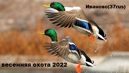 Весенняя охота с подсадной 2022. весенняя охота на селезня с подсадной смотреть онлайн