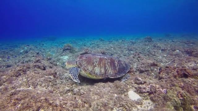 Музыка для сна, звуки природы !(без рекламы)! Relaxing Music for Deep Sleep , sounds of nature. #2 смотреть онлайн