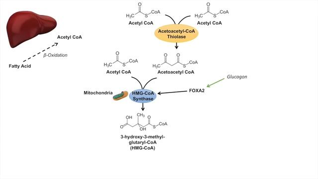 Ketone Body Synthesis _ Ketogenesis _ Formation Pathway and Regulation.mp4 смотреть онлайн