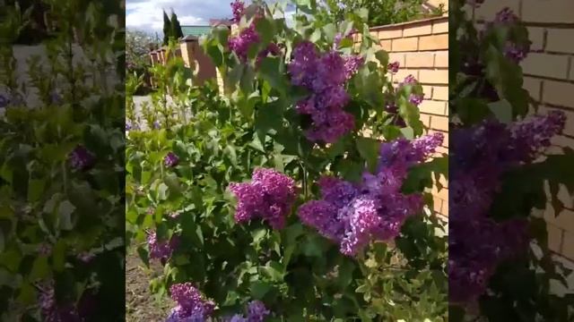 У нас расцвела персидская сирень с прекрасным ароматом. смотреть онлайн