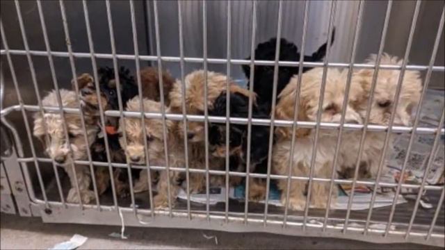 Во время прогулки мужчина обнаружил на обочине дороги клетку Содержимое его не на шутку встревожил смотреть онлайн