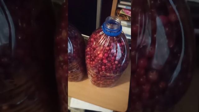 Лесная ягода клюква, брусника простой способ, как переслать свежие ягоды #Shorts смотреть онлайн