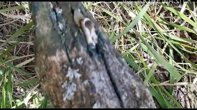 УВИДИЛИ ЗАЙЧИКОВ/ДОМАШНЯЯ ДАЧНАЯ ЗМЕЯ/ЛАЙФАК ОТ МЕНЯ смотреть онлайн