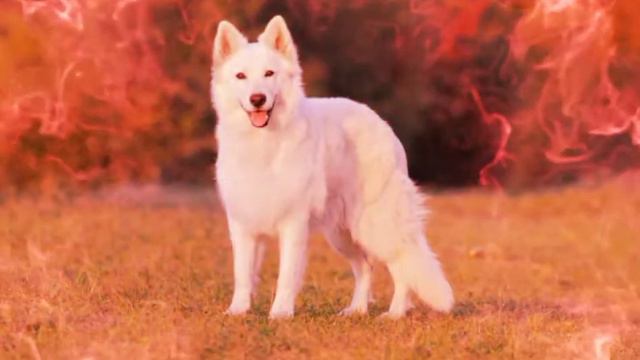 тема для Lerki Wildcraft! Тема: собаки. Цвет: белый. смотреть онлайн