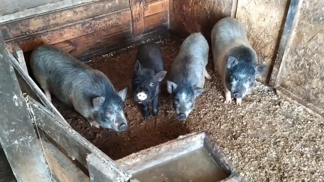 Люська укусила меня // Обзор третьего дня после отъема поросят смотреть онлайн