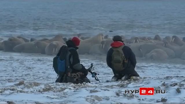 Самое крупное лежбище моржей Ямала смотреть онлайн