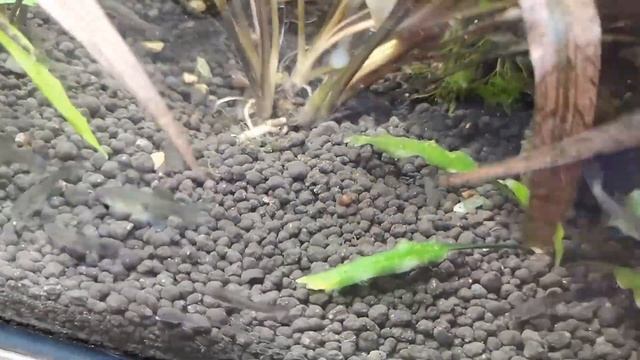 Размножение Cryptocoryne Sp  Maharashtra Red март 2021