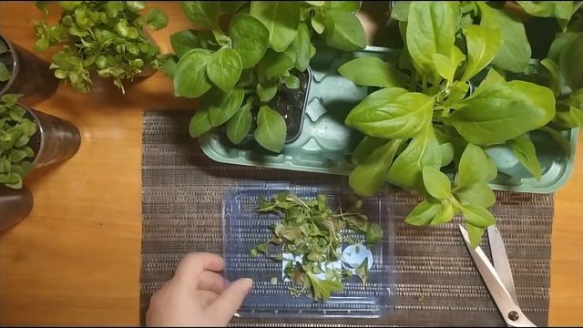 Формирование цветочной рассады смотреть онлайн