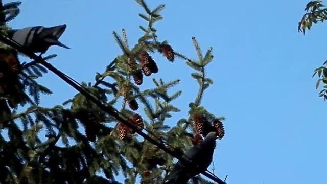 Голуби на проводе. Разлетелись. смотреть онлайн