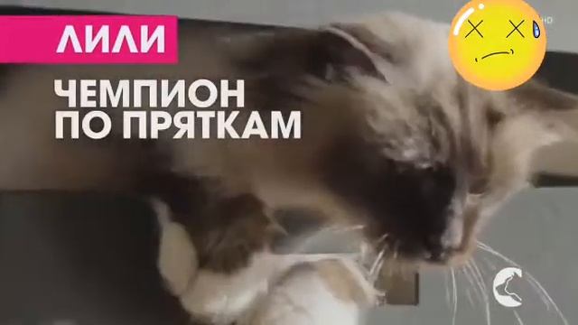 Пёрфект фит реклама смотреть онлайн