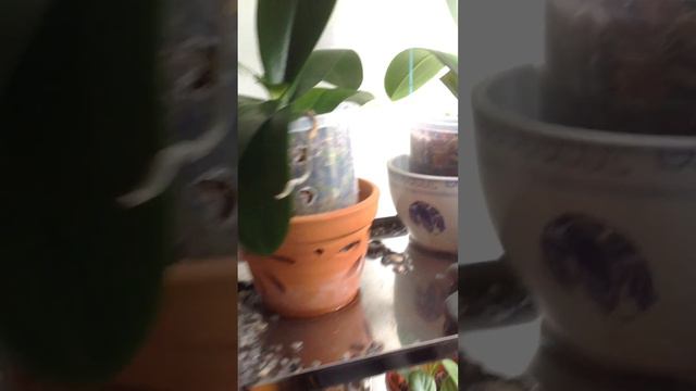 Phalaenopsis orchid and other plants sharing my experience. Please advise me more :) thanks evryone смотреть онлайн