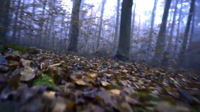 БЕЛЫЙ ШУМ ЛЕСА музыка для сна музыка для отдыха #белый_шум #длясна #длядуши