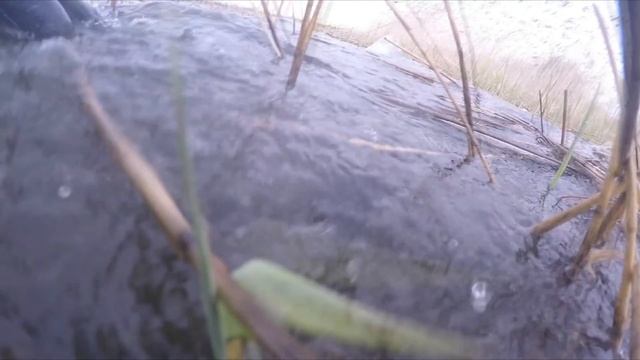 Что творят в нерестовый запрет подводные охотники в Ярославской области. смотреть онлайн