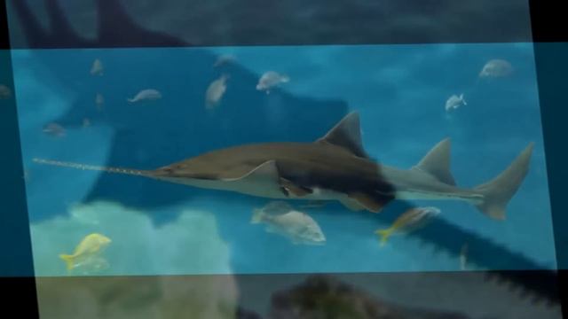 WL-the fish saw смотреть онлайн