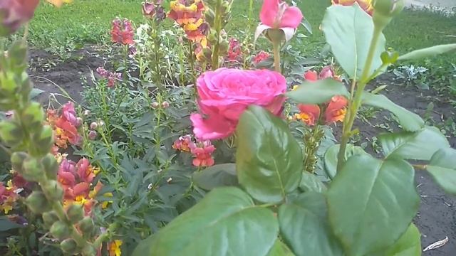 Цветение розы Алан Сушон.Гаршинка. смотреть онлайн