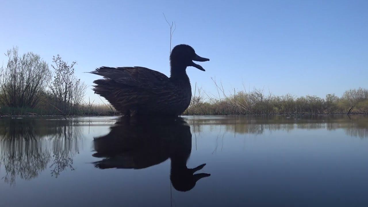 Подсадная утка #2 Non stop смотреть онлайн