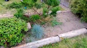 Стрижка можжевельника Минт Джулеп из цикла «Стрижка деревьев и кустарников»