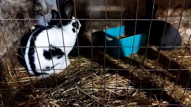 Новости последних дней//пополнение и потери// будни смотреть онлайн