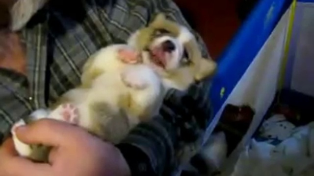 Милый щенок Корги смотреть онлайн