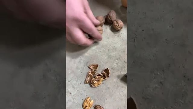 Грецкие орехи в скорлупе смотреть онлайн