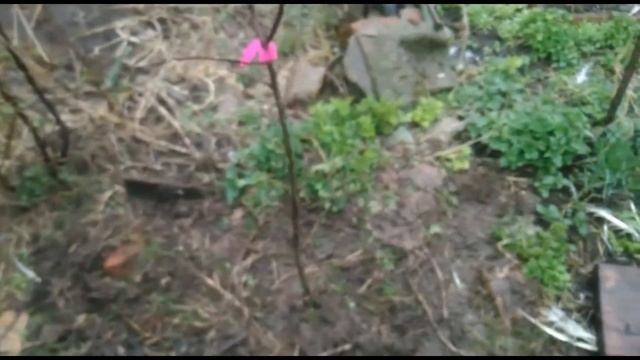 Как правильно посадить яблоню? Посадка яблонь сорта спартан и орлик. 24.04.2021. смотреть онлайн