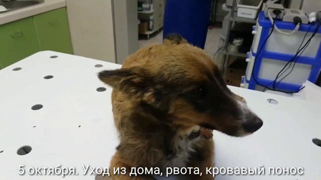 Энтерит у собаки. Агония. смотреть онлайн