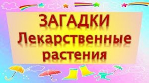 Загадки о лекарственных растениях
