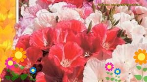 Годеция крупноцветковая Летний рай. Краткий обзор, описание godetia grandiflora Letniy ray