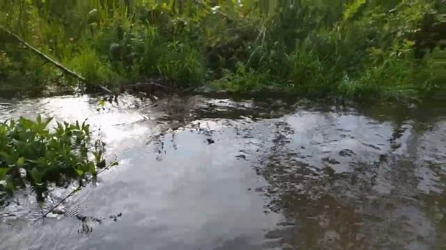 ??ДЕРЕВЕНСКАЯ РЕЧКА ?️. ЗВУКИ ПРИРОДЫ. смотреть онлайн
