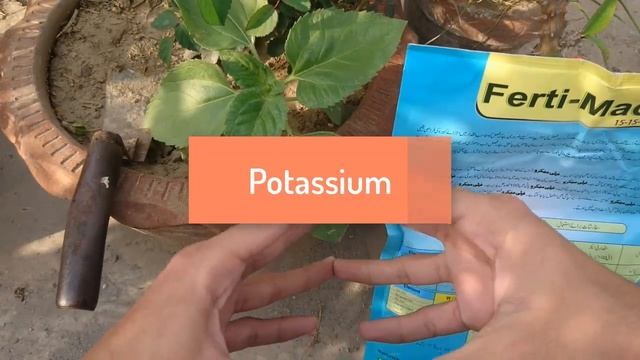 How To Apply NPK Fertilizer To Plants? | N.P.K Fertilizer | 2018 (Urdu / Hindi)