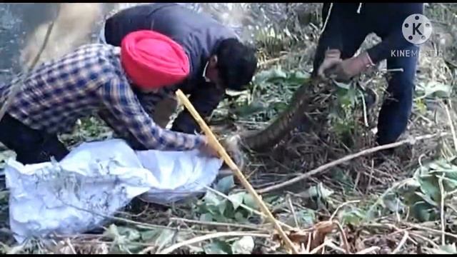 The biggest python in real life смотреть онлайн