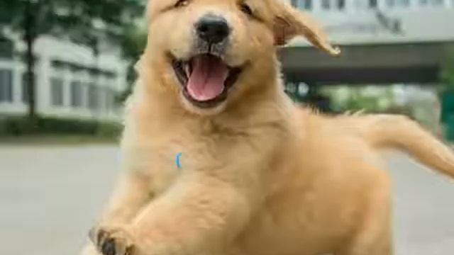 Топ 5 популярных животных на ютубе смотреть онлайн