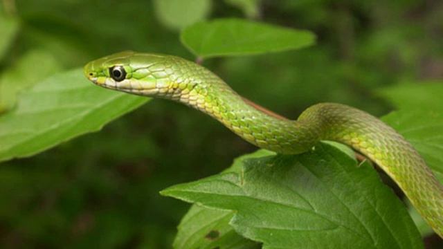 The Green Snake And The Beautiful Lily | Wikipedia Audio Article