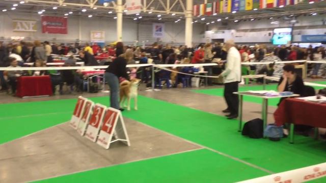 Саюри лучшая в классе чемпионов, ЛС, ВОВ смотреть онлайн