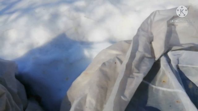 Рододендроны после лютой зимы. Будут ли ЦВЕСТИ??? смотреть онлайн