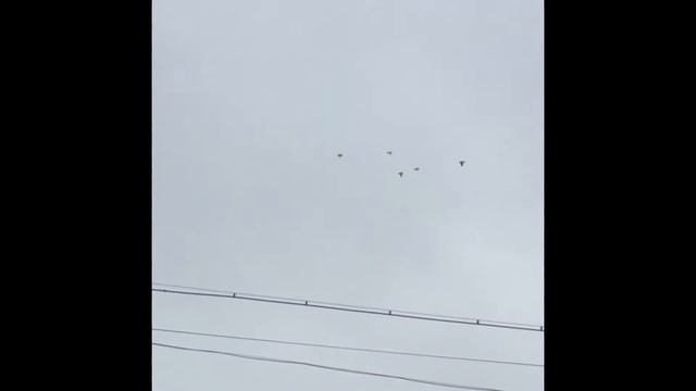 Очередная тренировка узбекских голубей 8.09.20 смотреть онлайн