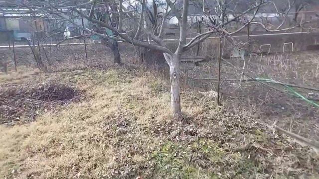 Посылка из Адыгеи. Каштан посевной и Лещина древовидная(Медвежий орех) смотреть онлайн