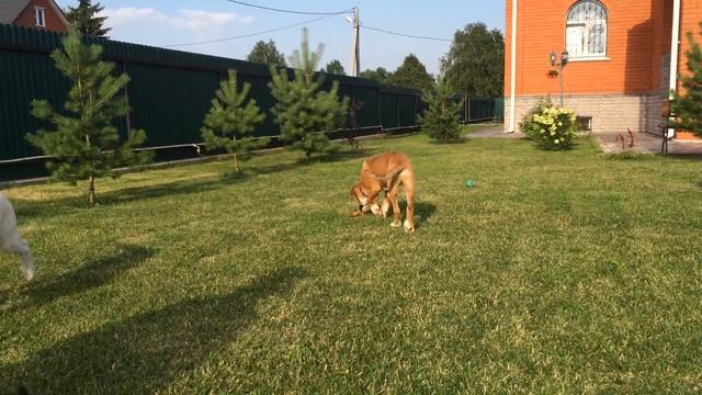 Шикарный Маврик ищет дом. смотреть онлайн