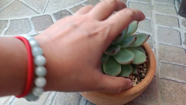 How I make my DIY Premium Soilmix + repotting Cat's Claw and Pink Champage смотреть онлайн