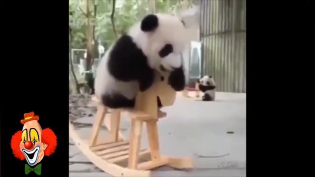 ПРИКОЛЫ С ЖИВОТНЫМИ ПАНДЫ СМЕШНЫЕ ПАНДЫ смотреть онлайн
