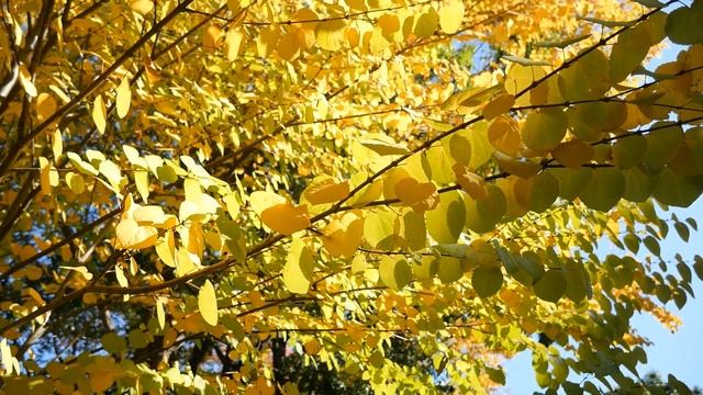 1158-1#木#カツラ#桂#柏木公園#Tree#Cercidiphyllum japonicum#Kashiwagi Park#20221029 смотреть онлайн