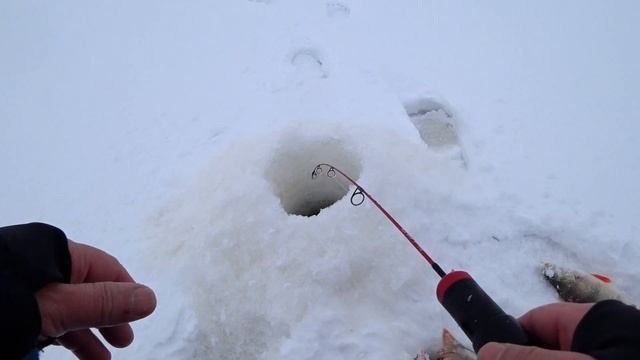 Зимняя рыбалка. Жор окуня! Кабаны не лезут в лунку! смотреть онлайн