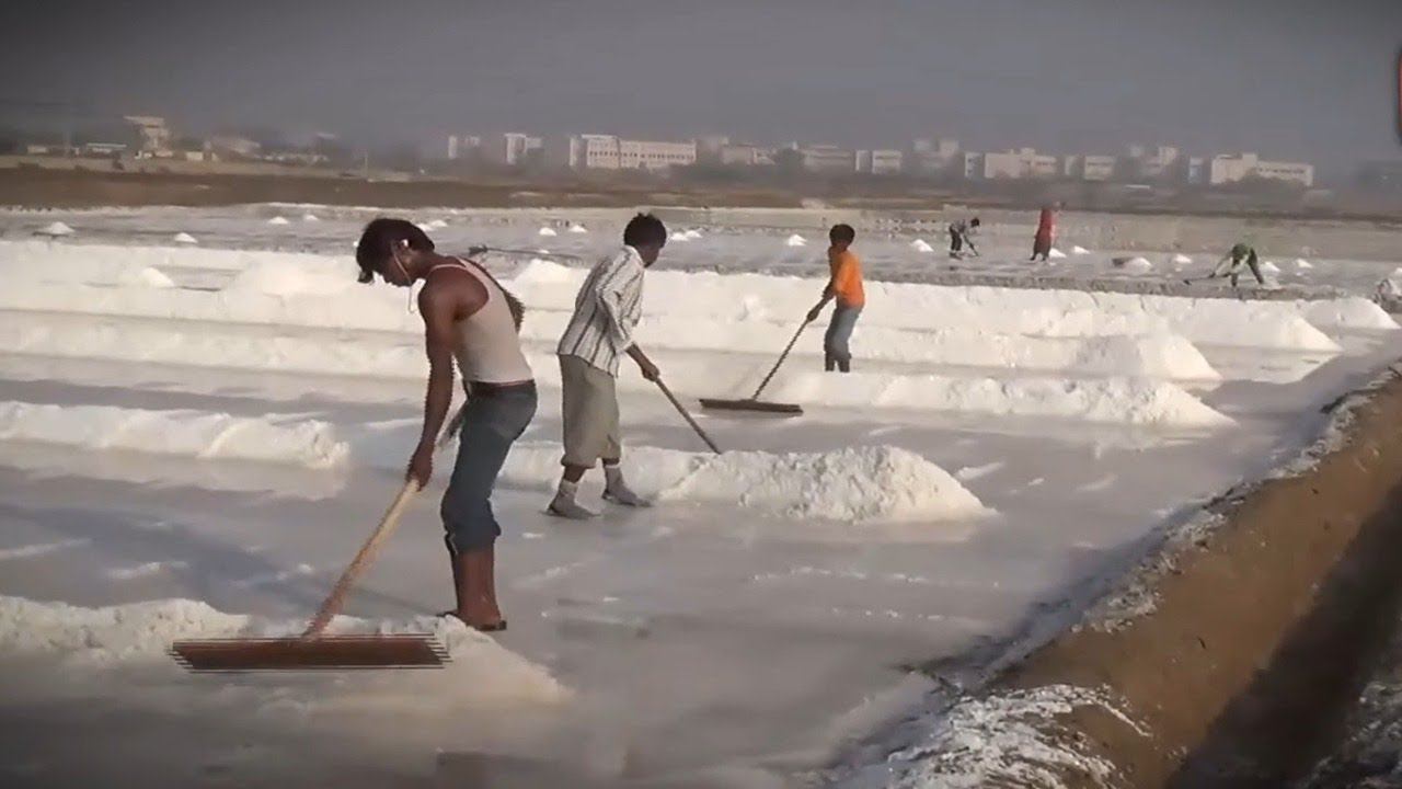 Как фермеры, рискуя жизнью, выращивают соль по 4 доллара за тонну | Рискованная работа смотреть онлайн