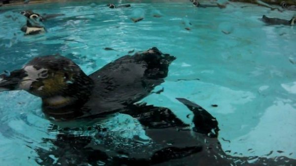 Exploring London Zoo: A Wild Wildlife Adventure In The Heart Of The City #LondonZoo #Wildlife