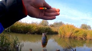 ОКУНЬ на ПОПЛАВОК на ЧЕРВЯ. РЫБАЛКА НА ОКУНЯ.