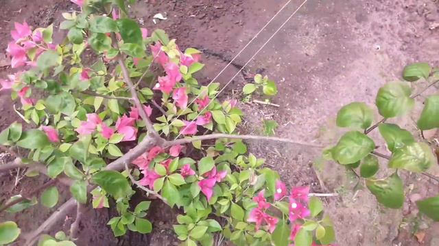 BOUGANVILLEAS 🌷🌷🌷 смотреть онлайн
