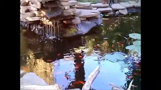 Прудик с золотыми рыбками на улице Киева. Staw z złótymi rybami na ulicach Kijowa. смотреть онлайн