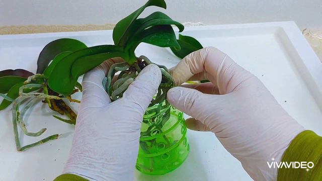 재활용 패트병에 초미니 호접란 분갈이 하는 방법. 미니호접란 심을 때 중요한 점. смотреть онлайн